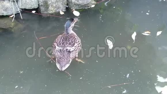 雌性野鸭在池塘上俯视图视频的预览图