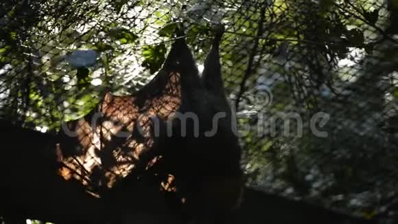 灰头发的飞狐蝙蝠视频的预览图
