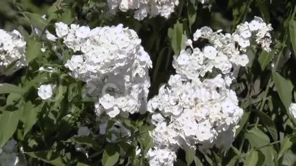 白色花园花视频的预览图