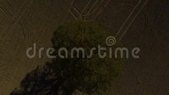 橡树孤独的橡树一棵树空中无人机镜头视频的预览图