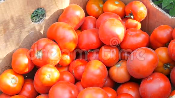 从花园里摘来的一大批美味的西红柿放在靠近视野的纸板箱里视频的预览图