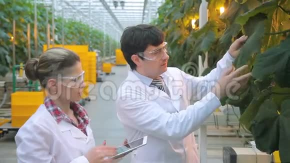 在温室检查茄子化学物质含量的妇女视频的预览图