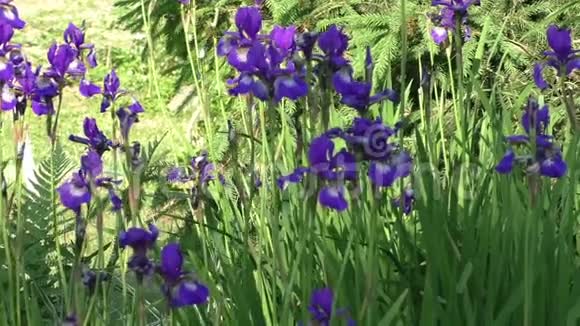 花园里的蓝色鸢尾花视频的预览图