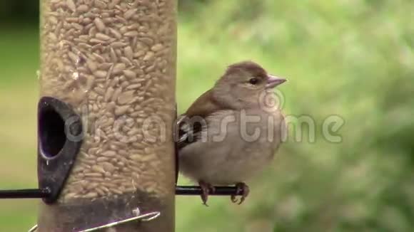 金雀吃鸟食者的种子视频的预览图