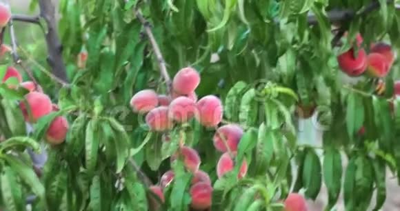 果园里的桃子手持射击视频的预览图