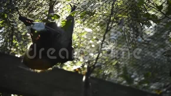 灰头发的飞狐蝙蝠视频的预览图