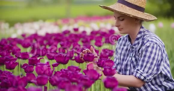 女农民实地考察粉红郁金香花视频的预览图