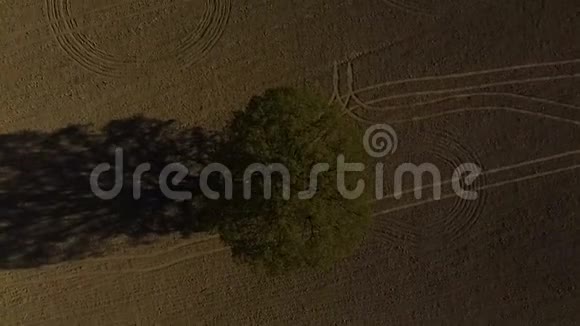 孤独的橡树田空中无人机镜头视频的预览图