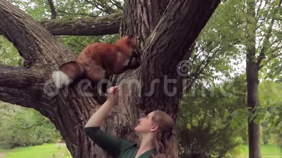 女人和一只年轻的红狐狸玩耍它爬着一棵树视频的预览图