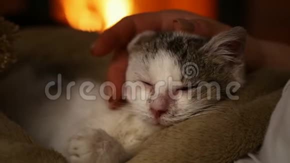 可爱的救援小猫喜欢在新主人的膝盖上抚摸视频的预览图