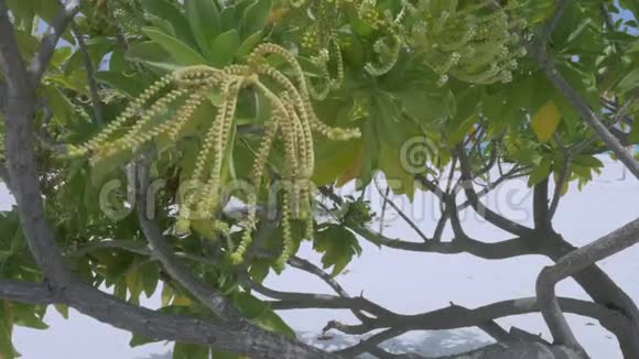 热带树上枝叶的特写海滩和蔚蓝的水通过树叶可以看到视频的预览图