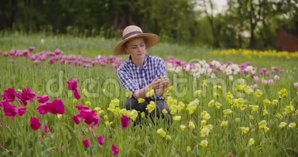 女农民实地考察粉红郁金香花视频的预览图