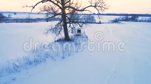 在冬天飞越森林视频的预览图