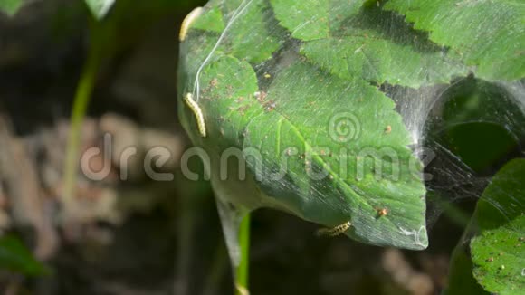 蛾虫虫的虫虫害草木视频的预览图