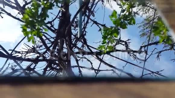 镜子里的树的倒影视频的预览图