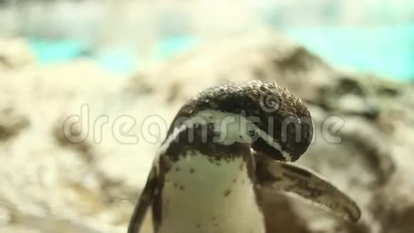 动物园里的企鹅视频的预览图