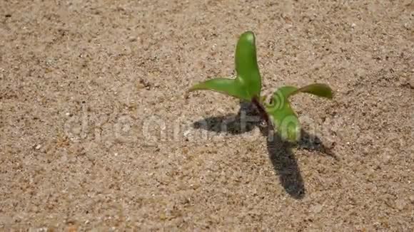 住在沙子上的新植物视频的预览图