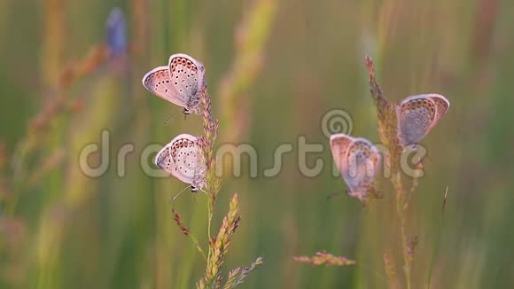 在夕阳下许多蝴蝶在植物上休息视频的预览图