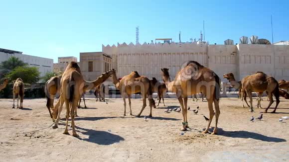 骆驼笔在卡塔尔多哈视频的预览图