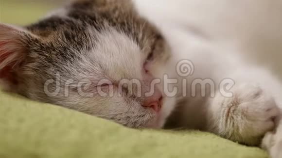 小救援小猫在清洁后睡觉在安全中休息发现视频的预览图