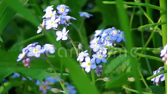 闪耀着蓝色花朵和绿草的大田野视频的预览图