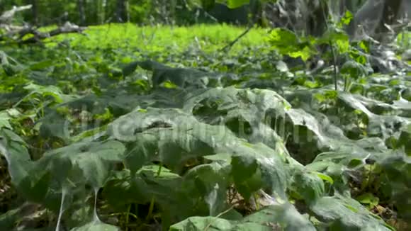 鸟雀蛾幼虫卵状柱所形成的蛛网组织网草和植物视频的预览图