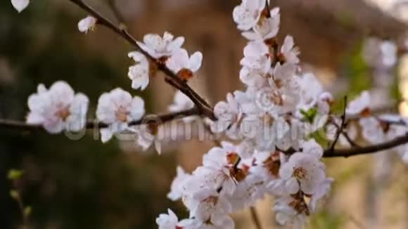 盛开的樱花树枝与一束鲜花的特写视频的预览图