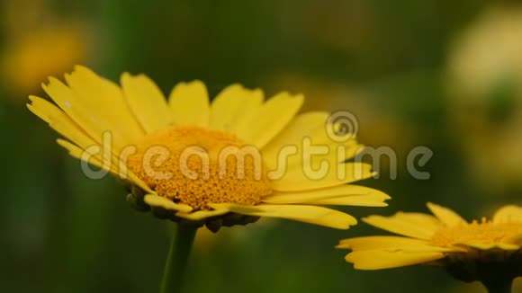 春天黄色的雏菊随风轻轻地移动视频的预览图