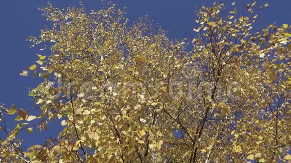 秋天阳光明媚的一天在蓝蓝的天空背景下一片黄叶的底部景色视频的预览图