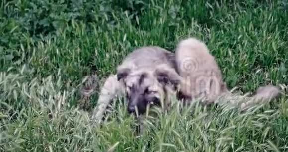 无家可归的狗在春草中半躲半痒视频的预览图