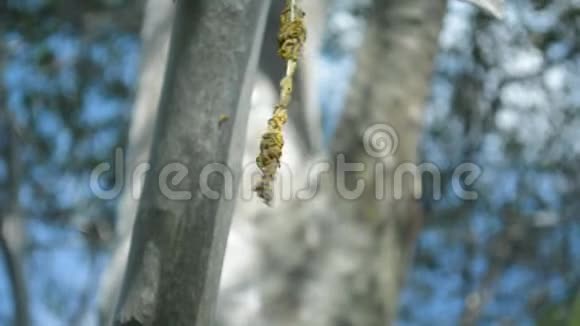 卡特彼勒蝴蝶幼虫蠕虫在树上的小蜘蛛网袋里特写视频的预览图