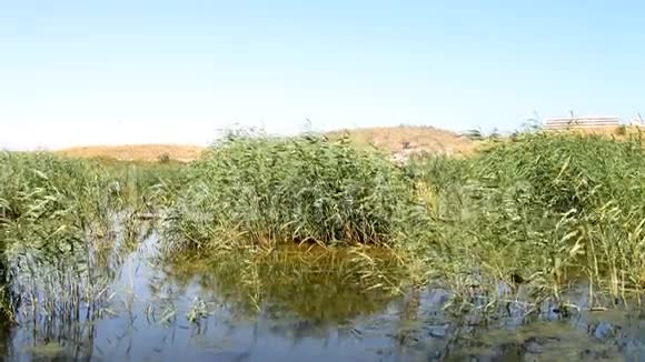 池塘里的芦苇在风中飘荡视频的预览图