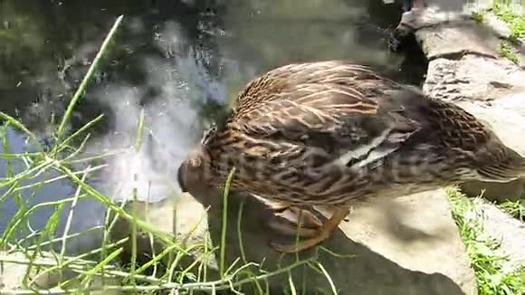 池塘岸上的雌性野鸭太阳耀斑视频的预览图