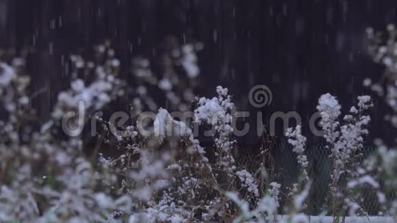 草木上的大雪视频的预览图