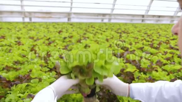 实验室技术人员考虑在农业生产场所种植绿色沙拉视频的预览图
