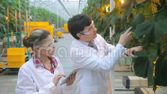 两名实验室助理在农业生产中检查黄瓜的叶子视频的预览图