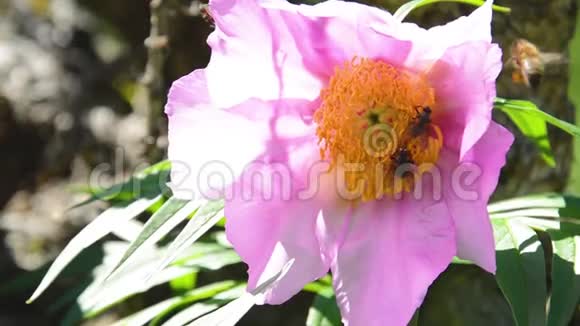 牡丹赤芍与野生昆虫视频的预览图