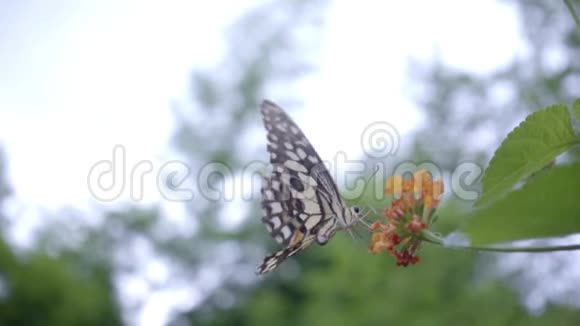 蝴蝶飞行慢动作视频的预览图