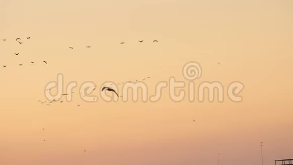 一群鸟飞过粉红的晚霞背景视频的预览图