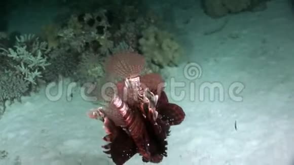 爱一对红海底的鱼视频的预览图