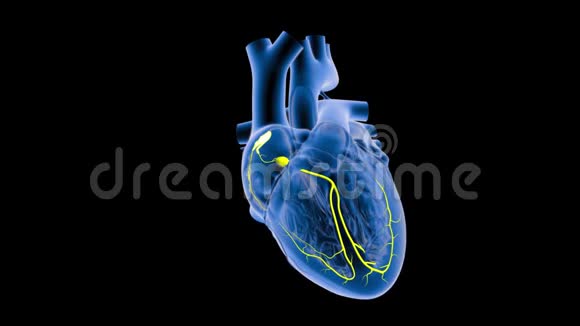 心脏的SA和AV节点信号视频的预览图