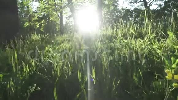 日落前的森林日落时森林的美丽自然太阳的光芒穿过树林视频的预览图