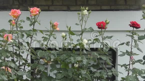 花园里五颜六色的玫瑰视频的预览图