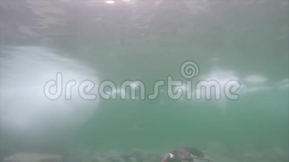 古图企鹅在水下视频的预览图