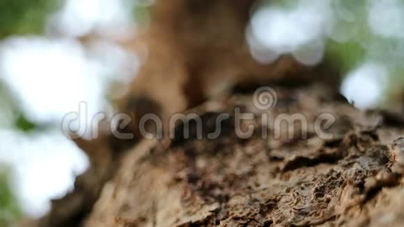 粗糙的缅甸垫木树皮表面视频的预览图