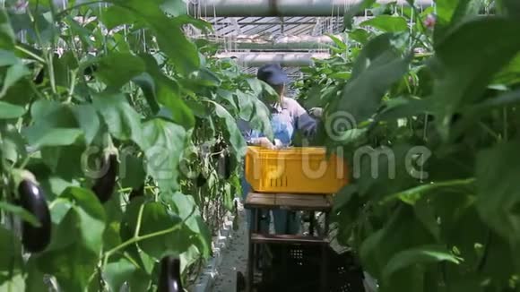 员工工业剪刀切割温室植物茄子视频的预览图