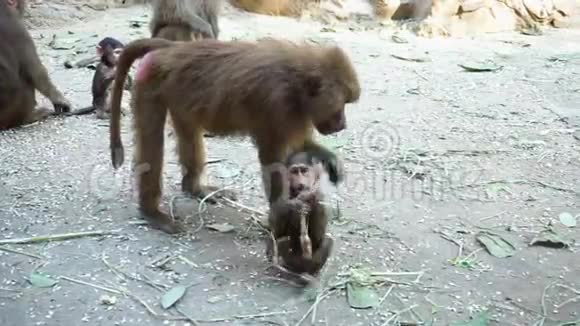 小狒狒猴子和妈妈在动物园吃树枝视频的预览图