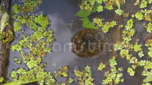 在佛罗里达丛林的沼泽里捉海龟视频的预览图