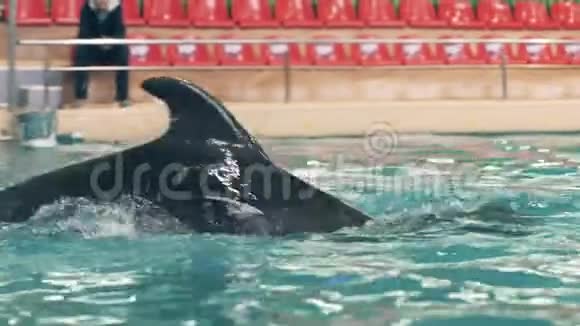 海豚在水下游泳池游泳在海豚馆玩戒指视频的预览图