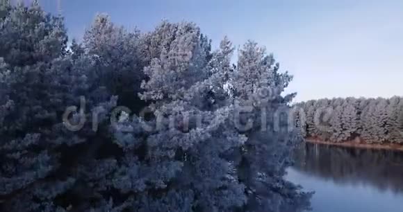 在冰封的湖面上飞翔四周长满了霜冻的树木视频的预览图